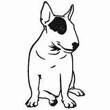 Bull Terrier Coloring Dog English sketch template