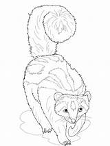 Coloring Ferret Striped Polecat Zorilla Pages Ferrets Footed Printable Color Getdrawings Getcolorings Colorings sketch template