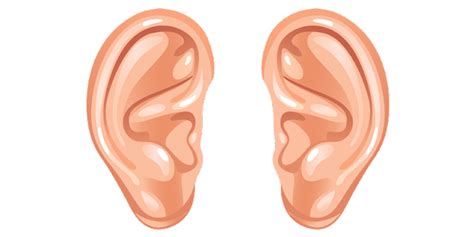 ears strange facts  health problems    health secrets