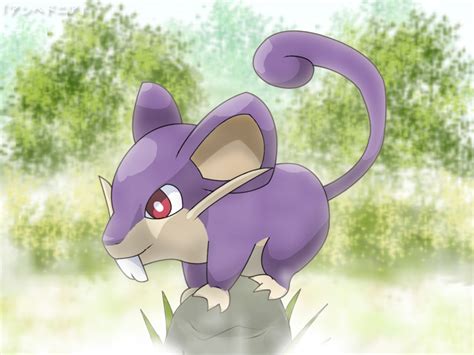 pokemon  review   rattata raticate