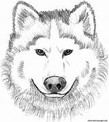 Wolf Coloring Pages Realistic Printable Face Print Colouring Kids Baby Animal Dog Clipart Wolves Book Color Sheets Head Adults Horse sketch template
