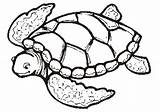 Coloring Pages Turtle Turtles Sea Printable Kids sketch template