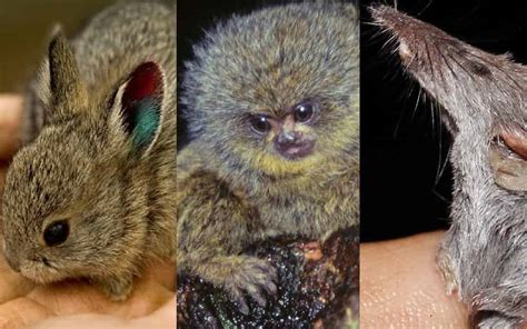 worlds top   smallest animals    details