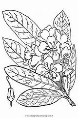 Arbusti Colorare Rododendro Maximo Disegni Immagine sketch template