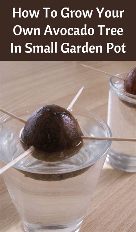 Discover How To Grow Your Own Avocado Tree In A Small Garden Pot With