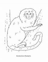 Golden Tamarin Lion sketch template