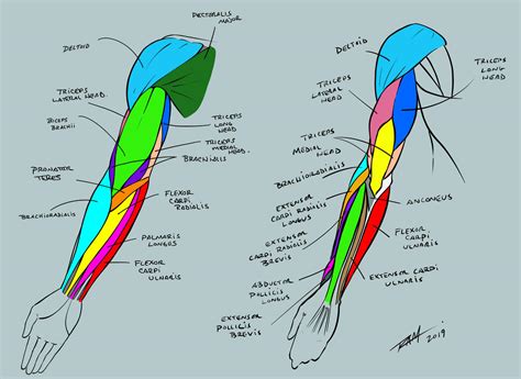 arm anatomy reference sheet  robertmarzullo  deviantart