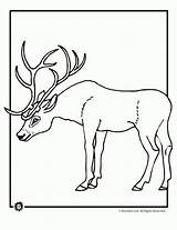 Coloring Deer Pages Antlers Buck Ultimate Christmas Collection Animal Tailed Sambar Animals sketch template