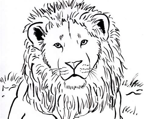 lion african lion coloring pages amanda gregorys coloring pages