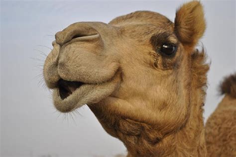 camp pendleton marines rescue camel in afghanistan kpbs