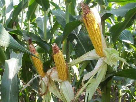growing maize crop theayurveda