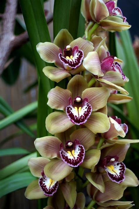 Mcbean S Orchids Est 1879 23 03 2013 Cymbidium Orchids Orchids
