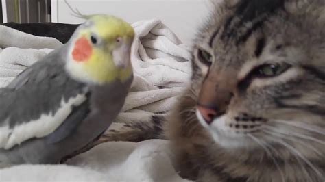 parrot proves   cat    charge  youtube