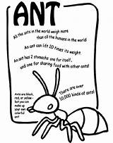 Ant Ants Coloring Pages Kids Crayola Preschool Facts Color Crafts Science Insects Go Sheets Print Poems Printable Marching Sheet Kindergarten sketch template