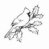 Cardinal Branch Unmounted Stamp sketch template