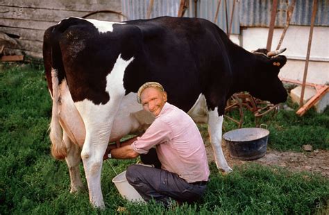 Area Man Trying His Hardest Not To Be Turned On By Milking