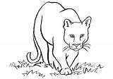 Cougar American Coloring Pages Printable sketch template