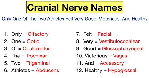 cranial nerves mnemonic function labeled names  order definition