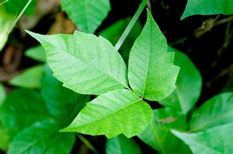 Outdoor Safety Tips Poisonous Plants Girl Scout Blog