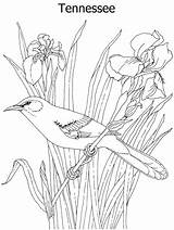 Bird State Flower Coloring Mockingbird Tennessee Pages Iris Printable Birds Drawing Bluebonnet Drawings Flowers Pencil Sheets Kids Blue Patterns Colored sketch template