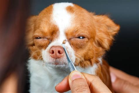 remove  tick   dog  pettable  esa experts