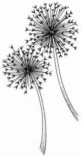 Dandelion Coloring Pages Template Sparklers sketch template