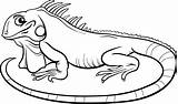 Iguana Coloring Clipart Cartoon Vector Outline Colouring Drawing Pages Book Kids Printable Cute Clip Tongue Para Getdrawings Colorear Royalty 123rf sketch template