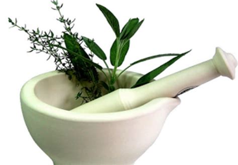 tumbuhan obat herbal  mengobati paru paru basah