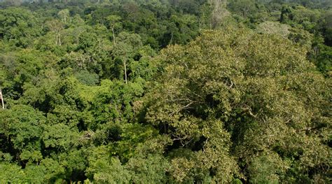de etages van het regenwoud natuurwijzer