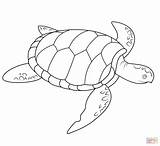 Coloring Turtle Sea Pages Printable sketch template