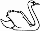 Swan Coloring Pages Trumpet sketch template