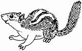 Chipmunk Coloring Pages sketch template