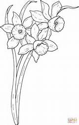 Coloring Pages Flower Printable Narcissus Flowers Daffodils Supercoloring Spring Daffodil Sheets Adult Super Colouring Fleur Books Fleurs Color Drawing Rose sketch template
