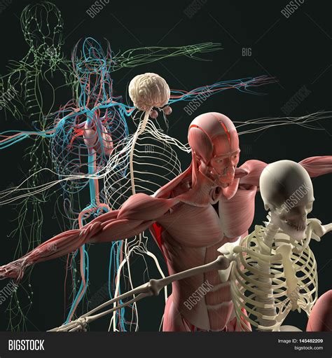 human anatomy exploded image photo  trial bigstock