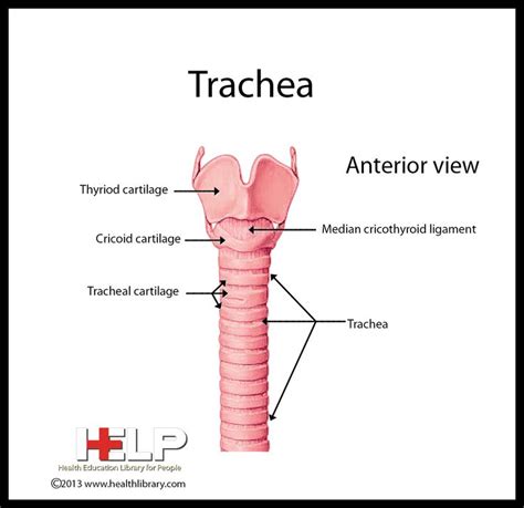 Trachea Function Images Reverse Search