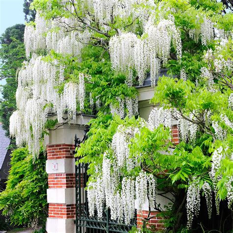 japanse witte regen wisteria   blauweregen tuinplanten witte bloemen