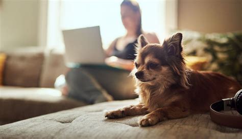 raças de cachorro para apartamento confira 5 ideais