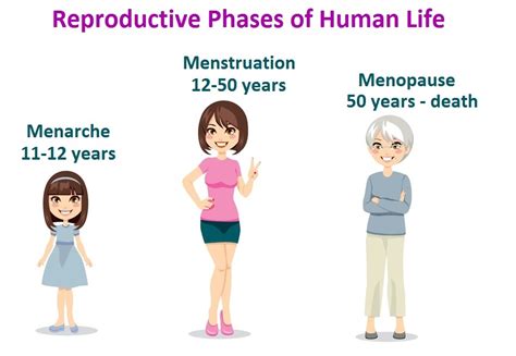 Your Menstrual Cycle Menarche And Menopause Allizhealth