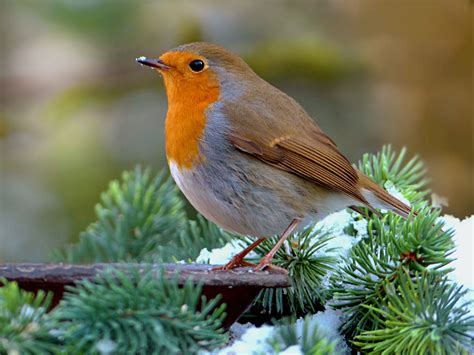 gratis afbeeldingen boom natuur tak winter dier wildlife bek tuin roodborstje fauna