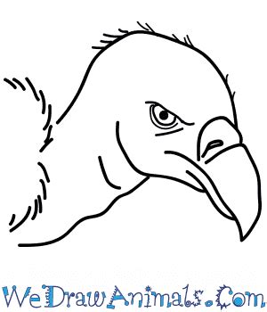 draw  vulture head