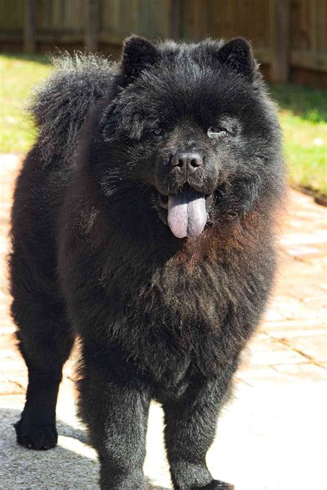 chow chow dog breed information characteristics daily paws