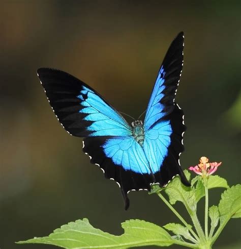 creating  butterfly garden swallowtail butterfly butterfly species