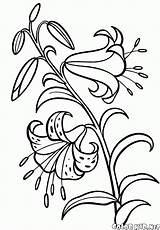 Coloring Lily Pages Colorkid Flowers Children Young sketch template