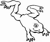 Frog Clipart Jumping Coloring Clip Pages Leaping Outline Kids Drawing Cliparts Tree Log Realistic Coqui Library Frogs Draw Printable Color sketch template