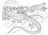 Deserto Reptile Lizards Effortfulg Basilisk Cartoni Desert Gecko Coloringhome sketch template