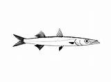 Barracuda Hunting Tocolor sketch template