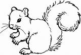 Outline Squirrel Clipart sketch template