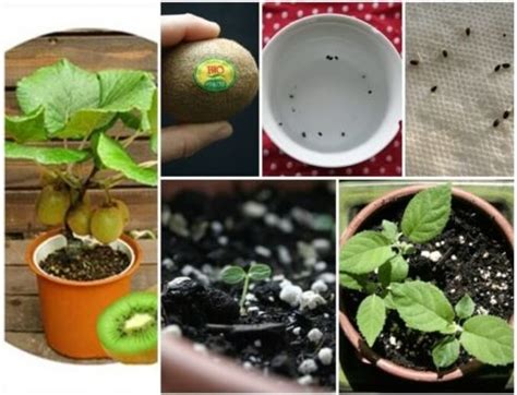 grow kiwi plant   pot plant instructions