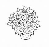 Poinsettia Coloring Pages Drawing Line Printable Christmas Kids Color Adult Print Drawings Paintingvalley Bestcoloringpagesforkids Getcolorings sketch template