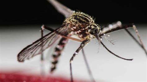 curacaonieuws waarschuwing voor dengue knipselkrant curacao